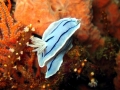 Nudibranch