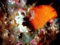 Nudibranch