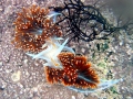 Nudibranch