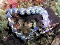 Nudibranch