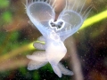 Nudibranch