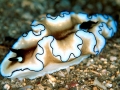 Nudibranch