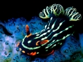 Nudibranch