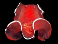 Nudibranch