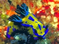 Nudibranch