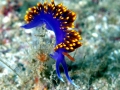 Nudibranch