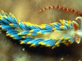 Nudibranch