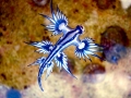 Nudibranch