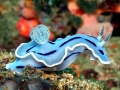 Nudibranch