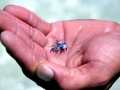 Nudibranch