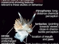 Nudibranch