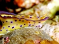 Nudibranch