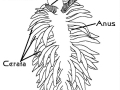Nudibranch