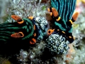 Nudibranch