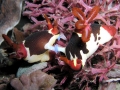 Nudibranch