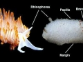 Nudibranch