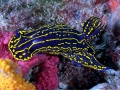 Nudibranch