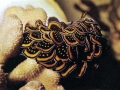 Nudibranch