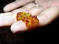 Nudibranch