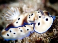 Nudibranch