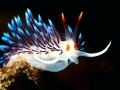 Nudibranch