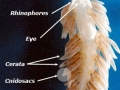 Nudibranch