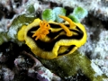 Nudibranch