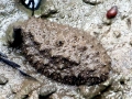 Nudibranch