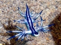 Nudibranch