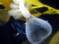 Nudibranch