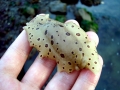 Nudibranch