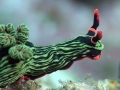 Nudibranch