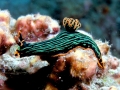 Nudibranch
