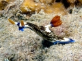 Nudibranch