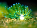 Nudibranch