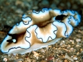 Nudibranch