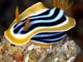 Nudibranch