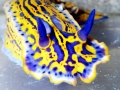 Nudibranch