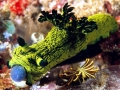 Nudibranch