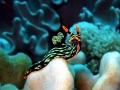 Nudibranch