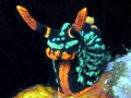 Nudibranch