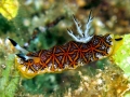Nudibranch