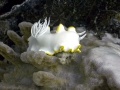 Nudibranch