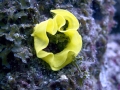 Nudibranch