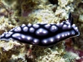 Nudibranch