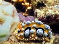 Nudibranch