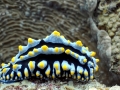Nudibranch