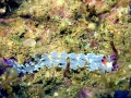 Nudibranch