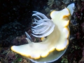 Nudibranch