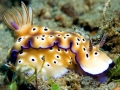 Nudibranch